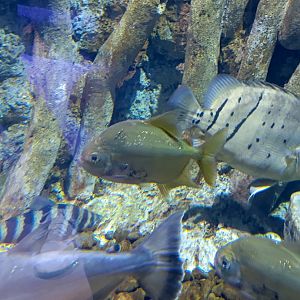 BXSea Aquarium - Sailfin Redhook Pacu (Myleus Setiger)