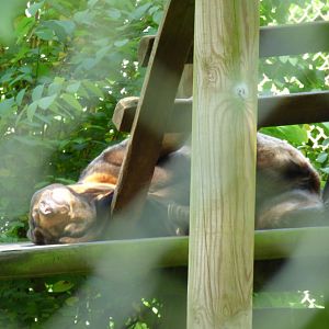 Sun bear (Helarctos malayanus)
