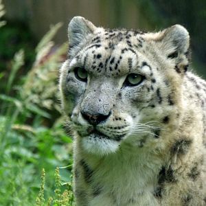 Snow leopard (Panthera uncia)