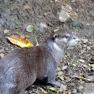 Asian small-clawed otter (Aonyx cinereus),