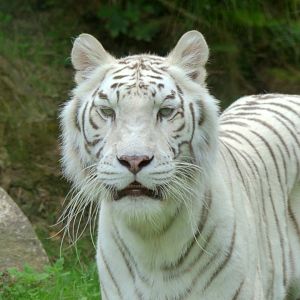White tiger (Panthera tigris sp. - leucistic)