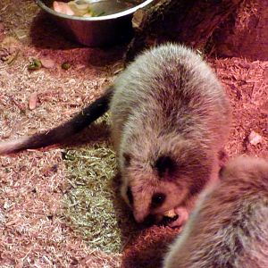 Northern Luzon giant cloud rat (Phloeomys pallidus)