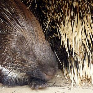 Indian crested porcupine (Hystrix indica)