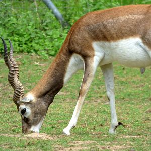 Blackbuck (Antilope cervicapra)