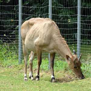 Nilgai (Boselaphus tragocamelus)