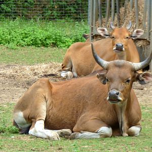 Javan banteng (Bos javanicus javanicus)