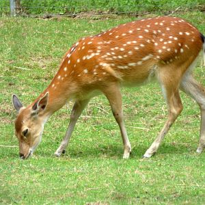 Vietnam sika deer (Cervus nippon pseudaxis)