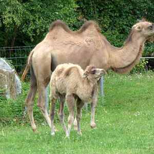 Bactrian camel (Camelus bactrianus)