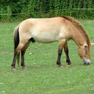Przewalski's horse (Equus przewalski)