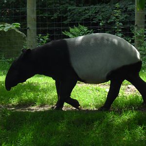 Malayan tapir (Tapirus indicus)