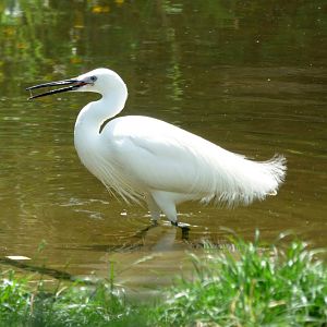Little egret (Egretta garzetta)