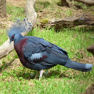 Victoria crowned pigeon (Goura victoria)