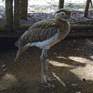 Zoológico Nacional de Nicaragua: Double-striped thick-knee (Hesperoburhinus bistriatus)