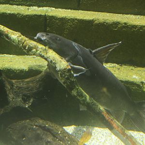 Bengal Catfish (Rita rita)
