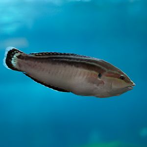Yellow Stripe Wrasse