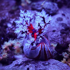 Australian Sea Apple
