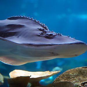 Bowmouth Guitarfish