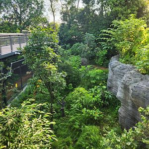 Rainforest Wild Asia- Flexi habitat