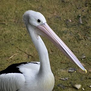 Australian Pelican (Pelecanus conspicillatus)
