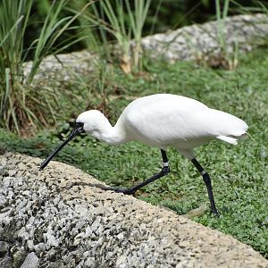 Black-Faced Spoonbill (Platalea minor)