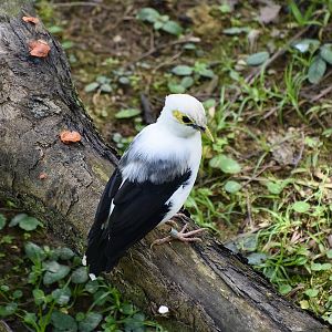 Black-Winged Myna (Acridotheres melanopterus)