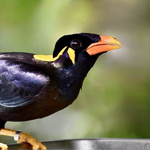 Eastern Hill Myna (Gracula religiosa religiosa)