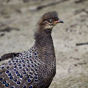 Grey Peacock-Pheasant (Polyplectron bicalcaratum) male