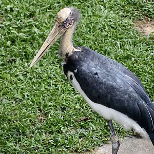 Lesser Adjutant Stork (Leptoptilos javanicus)