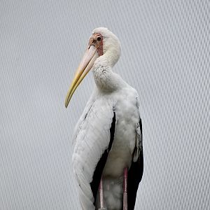 Milky Stork (Mycteria cinerea)