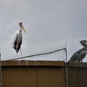 Across Continents - Milky Stork (Mycteria cinerea) and Shoebill (Balaeniceps rex) Neighbors