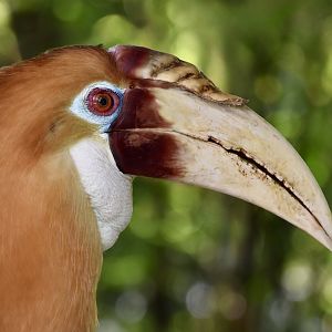 Papuan Hornbill (Rhyticeros plicatus)