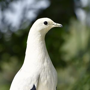 Pied Imperial-Pigeon (Ducula bicolor)