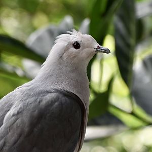 Pink-Headed Imperial Pigeon (Ducula rosacea) - immature