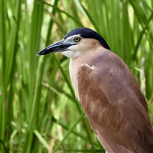 Rufous Night Heron (Nycticorax caledonicus)