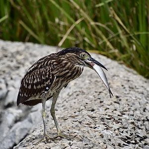 Rufous Night Heron (Nycticorax caledonicus) juvenile