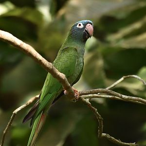 Blue-Headed Parakeet (Thectocercus acuticaudatus acuticaudatus)