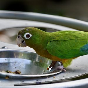 Cactus Parakeet (Eupsittula cactorum)