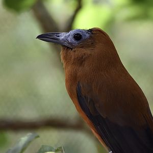 Capuchinbird (Perissocephalus tricolor)