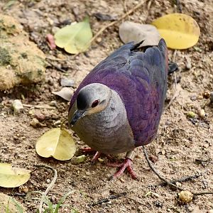 Crested Quail-Dove (Geotrygon versicolor)