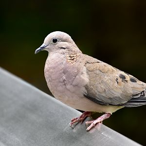 Eared Dove (Zenaida auriculata)