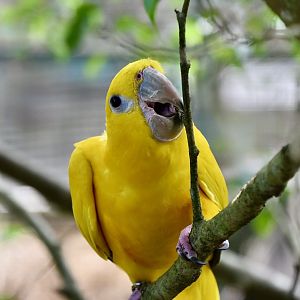 Golden Conure (Guaruba guarouba)