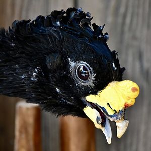 Great Curassow (Crax rubra rubra) male
