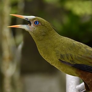 Green Oropendola (Psarocolius viridis)