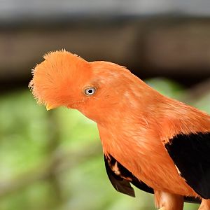 Peruvian Andean Cock-of-the-Rock (Rupicola peruvianus peruvianus)