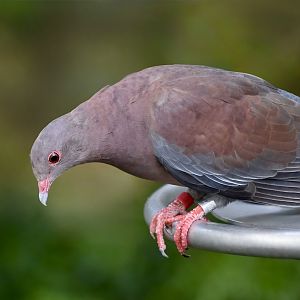 Peruvian Pigeon (Patagioenas oenops)