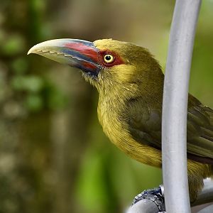 Saffron Toucanet (Pteroglossus bailloni)