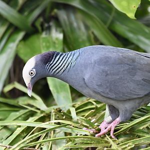 White-Crowned Pigeon (Patagioenas leucocephala)
