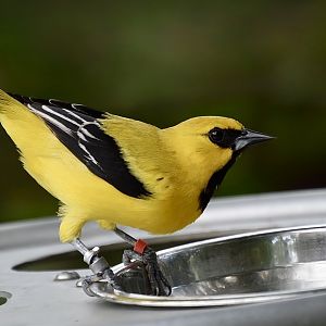 Yellow Oriole (Icterus nigrogularis)