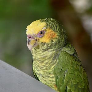 Yellow-Faced Parrot (Alipiopsitta xanthops)