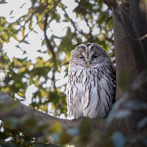 Wild Ural Owl at the "Japanese Garden" next to the Squirrel Cages